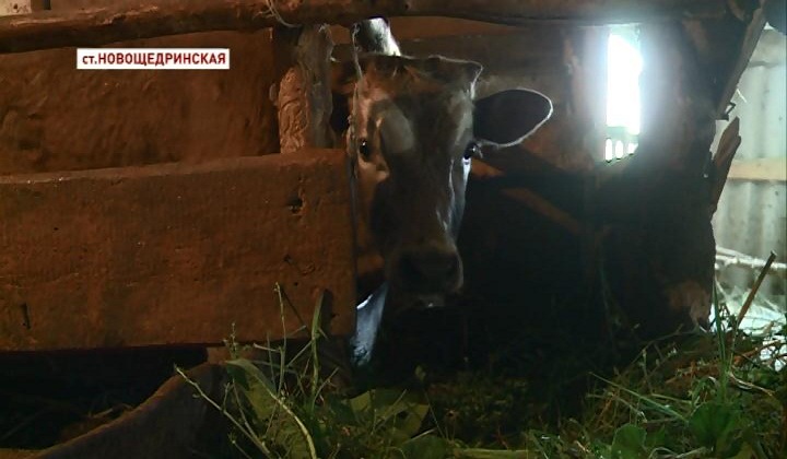 805 коров в различных районах Чечни поражены бугорчаткой