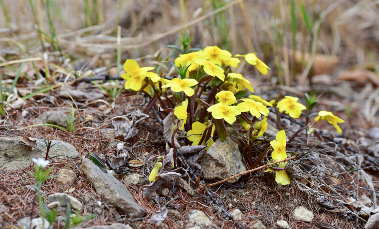 В Киргизии нашли цветок, способный уничтожать раковые клетки