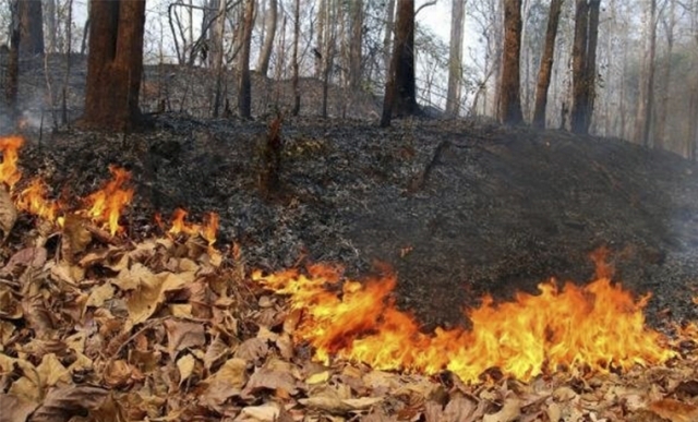 В Чечне более 200 человек привлечено к ответственности за сжигание сухой растительности