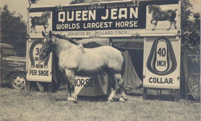 Бруклин Суприм признан самой большой лошадью в мире
