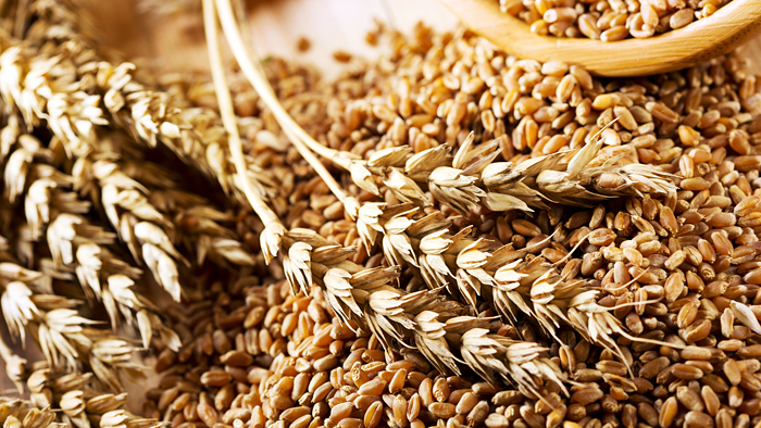 Минсельхоз РФ предложил отменить экспортную пошлину на пшеницу