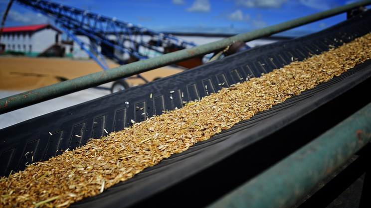 Минсельхоз США: Россия может второй год подряд стать мировым лидером по экспорту пшеницы