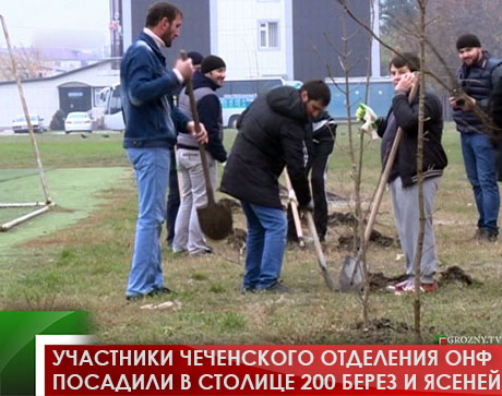 Участники чеченского отделения ОНФ посадили в столице 200 берез и ясеней 