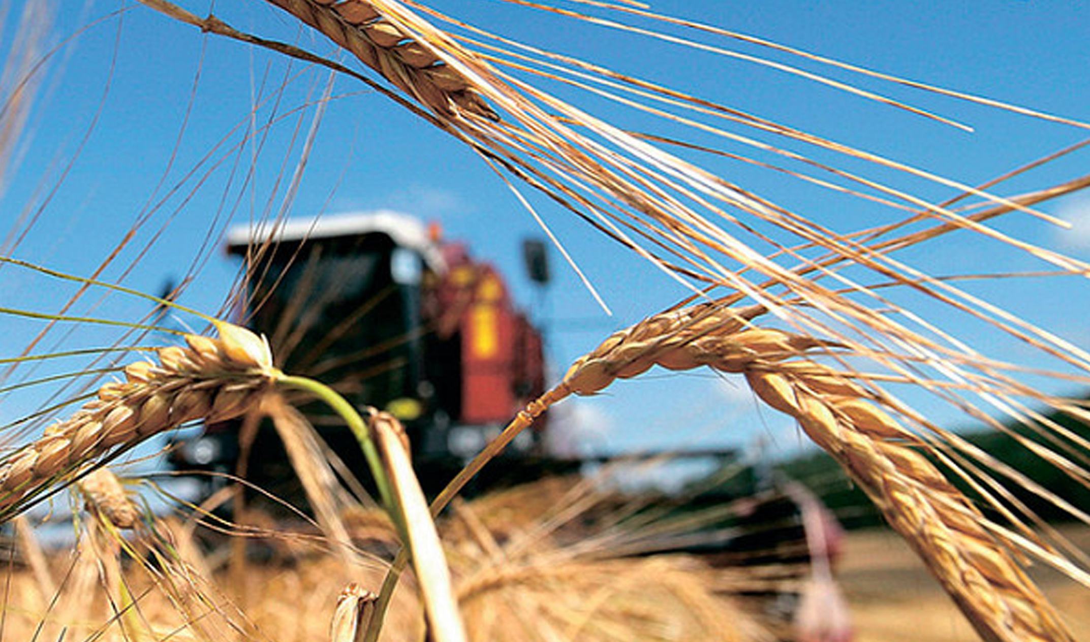 Минсельхоз повысил прогноз по сбору урожая зерна в России