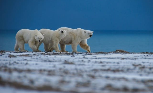 В форуме "Арктика. Лёд тронулся" линейки Росмолодёжь.События  примет участие активная молодежь ЧР