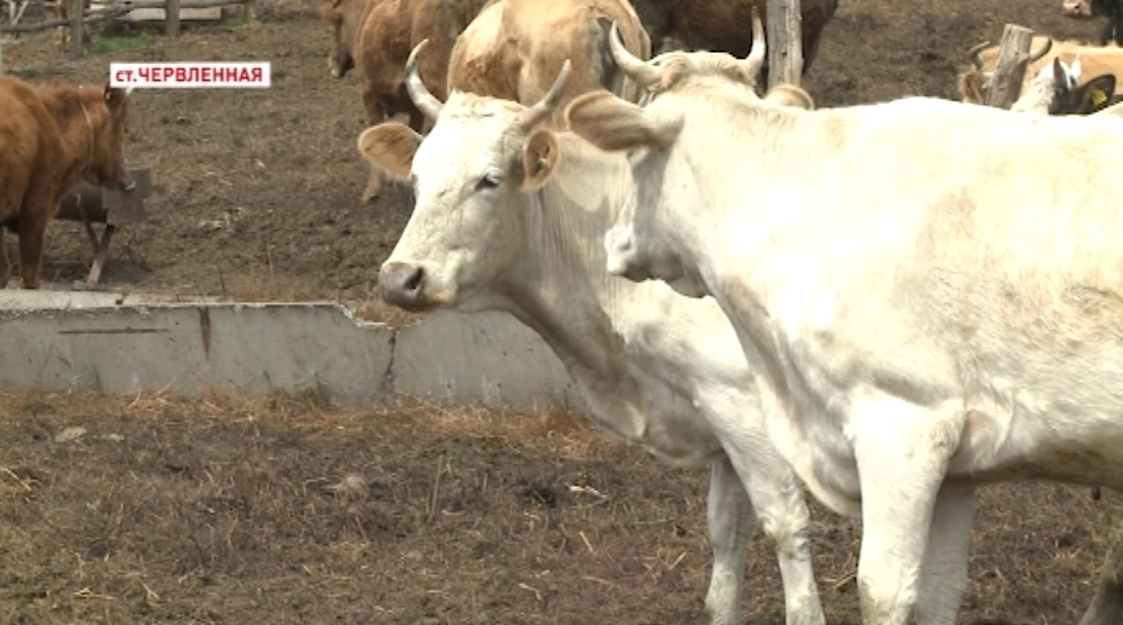 В Чечне продолжается биркование фермерского скота и домашнего скота