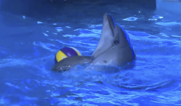 Грозненский дельфинарий готовится к открытию