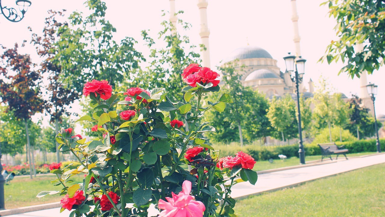 Столица Чечни может стать одним из самых цветочных городов страны 