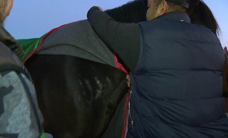 Рамзан Кадыров стал обладателем необычного коня 