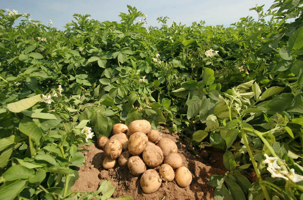 Американский картофель «Северная Дакота» готовятся собрать в Наурском и Веденском районах