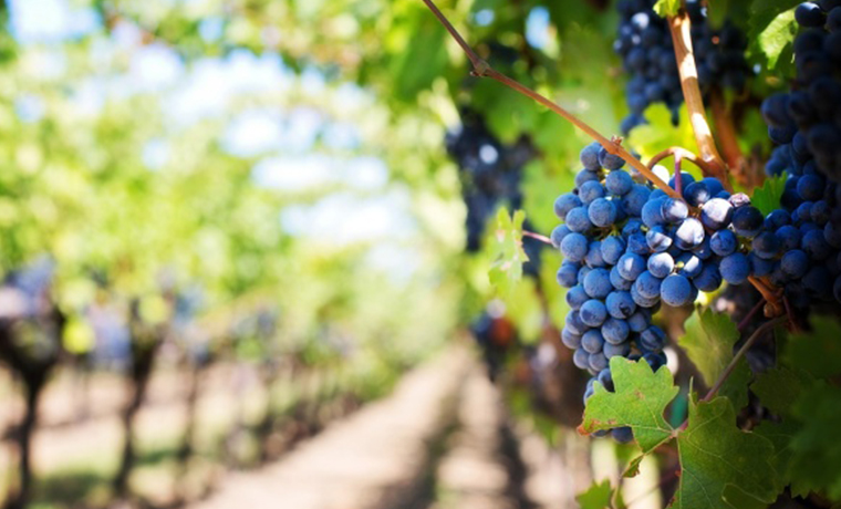 В России разработали Концепцию развития виноградарства и виноделия до 2025 года
