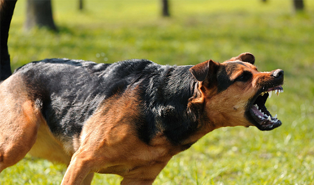  Правительство России утвердило список потенциально опасных пород собак