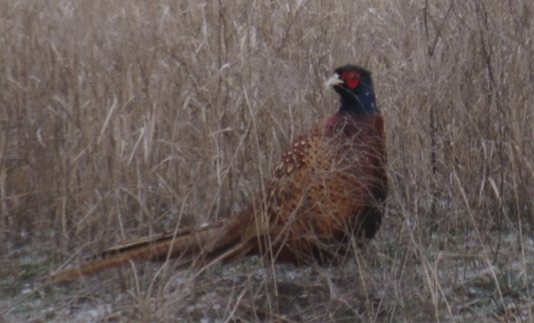 На территории Чечни подтверждено обитание редкого северо-кавказского фазана