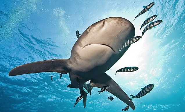 Ученые рассказали, что рыбы используют акул в качестве чесалки