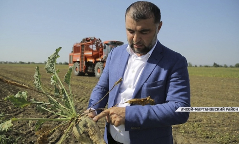 В Чечне  начался сбор урожая сахарной свеклы 