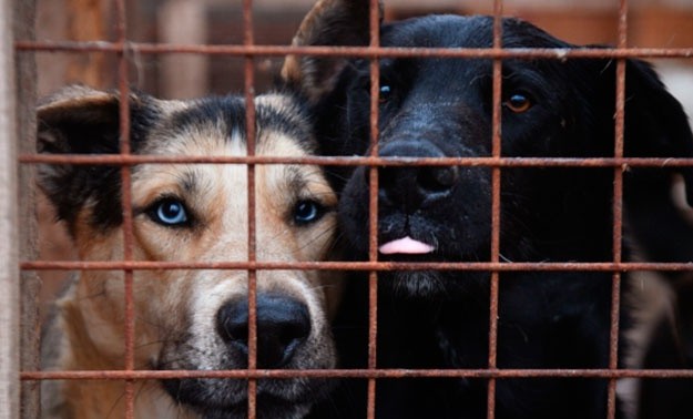 В России введут штрафы за жестокое обращение с животными