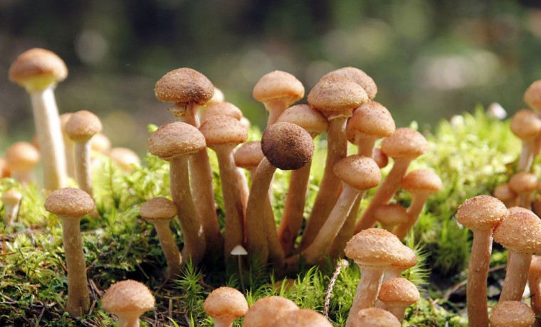 Эксперт назвал осенний гриб, очищающий печень - Общество