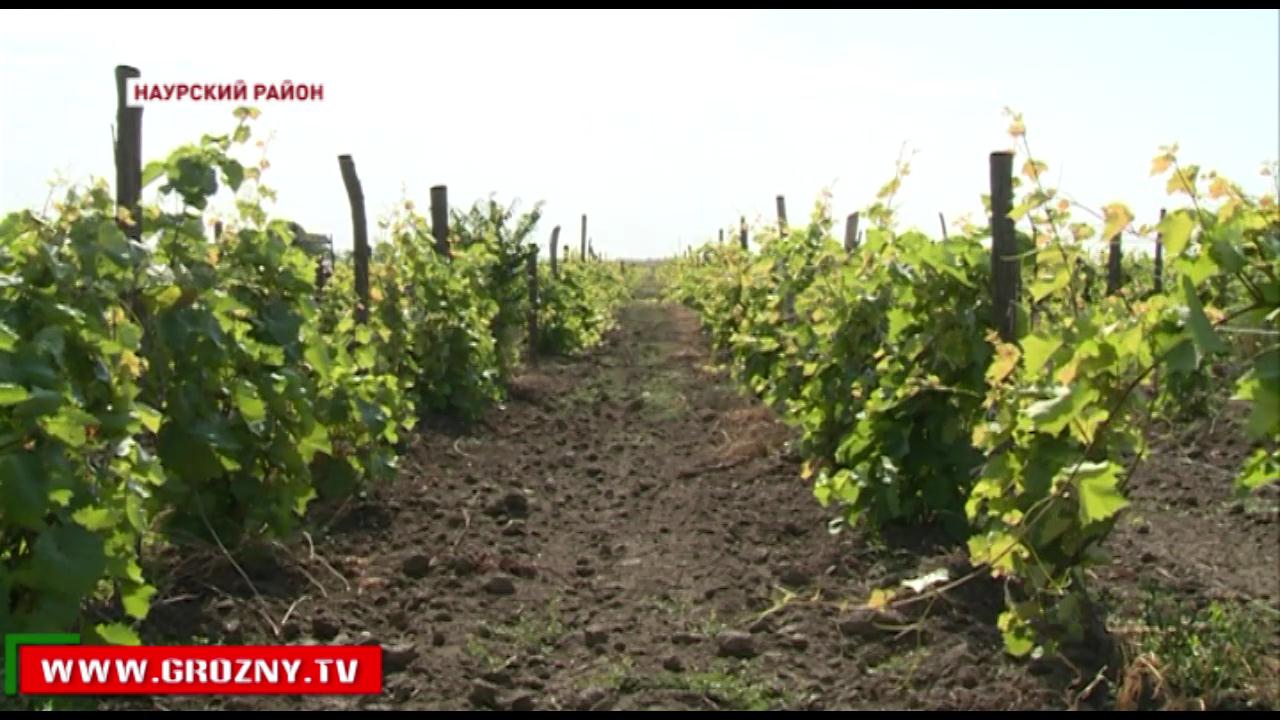 Площадь земель Наурского виноградного хозяйства планируют увеличить с 206 до 300 гектаров