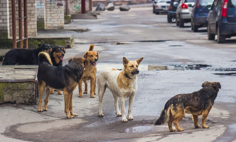 В Госдуме призвали ввести ответственность для чиновников на фоне нападений бездомных животных