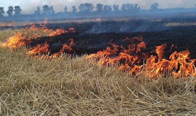 МЧС Чечни призывает граждан не поджигать сухую траву