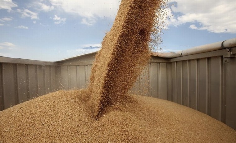 Россельхознадзор выявил нарушения при декларировании зерна на сумму 14,6 тыс. тонн