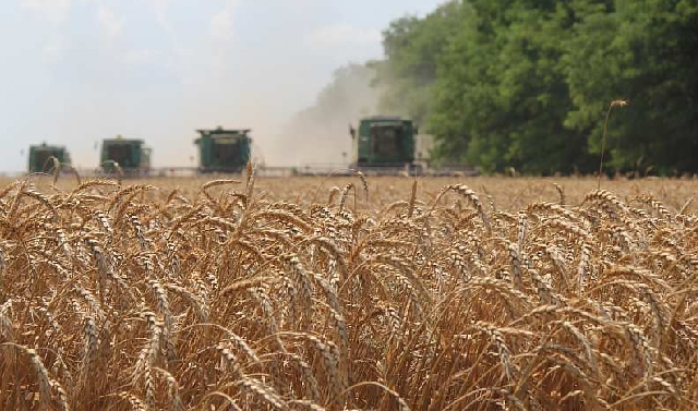 В Чеченской Республике начался сбор урожая ржи, пшеницы и ячменя