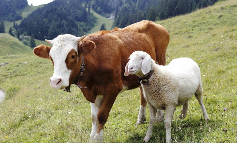 По данным Чеченстата в ЧР зарегистрировано и работают 3659 фермерских хозяйств