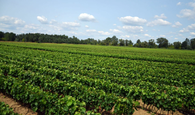 Аграрии ЧР и Сербии планируют создать в регионе питомник для выращивания саженцев