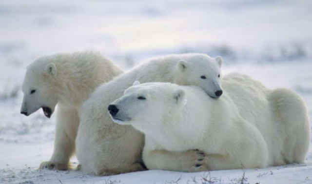 27 февраля - Международный день полярного медведя 