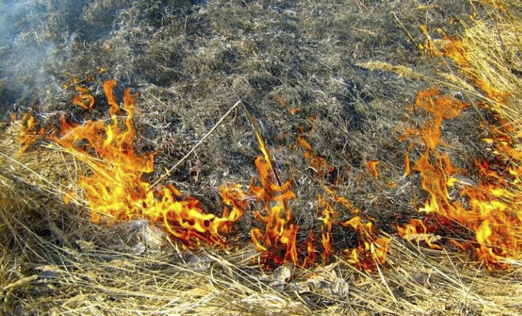 Жителей Чечни предупредили об опасности сжигания сухой травы