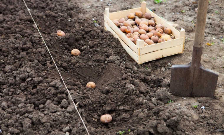 Сажать картошку в этом году собираются 4 из 10 владельцев земельных участков