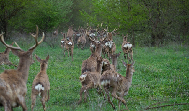 В лесах Чечни увеличилась популяция пятнистых оленей