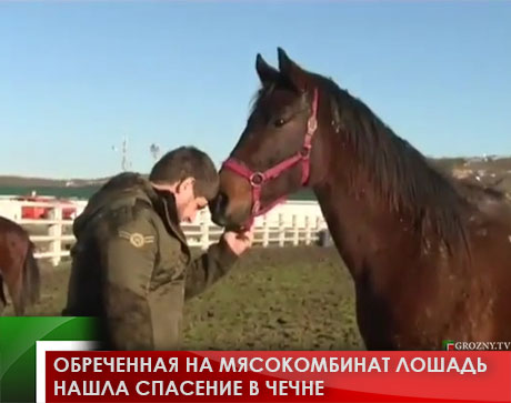Обреченная на мясокомбинат лошадь нашла спасение в Чечне