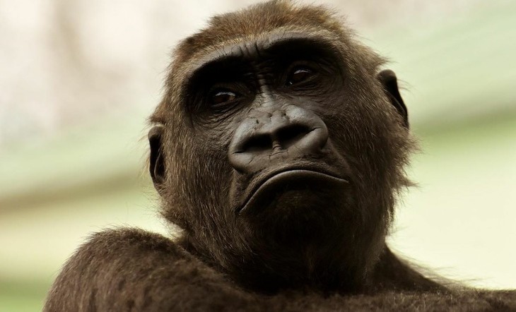 В США сообщили о первой смерти пациента с оспой обезьян