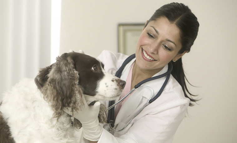 29 апреля - Международный день ветеринарного врача 