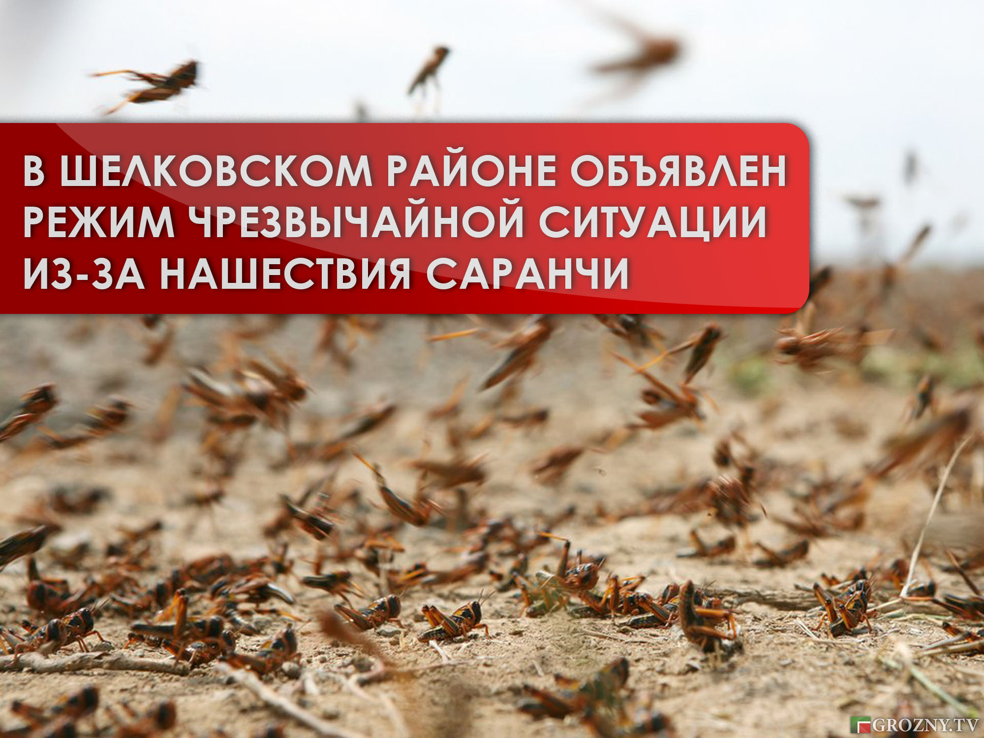 В Шелковском районе объявлен режим чрезвычайной ситуации из-за нашествия саранчи 