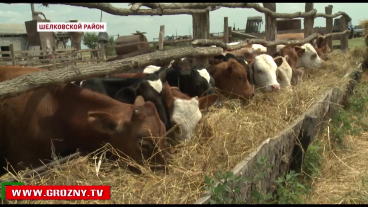В Шелковском районе успешно развивается животноводство