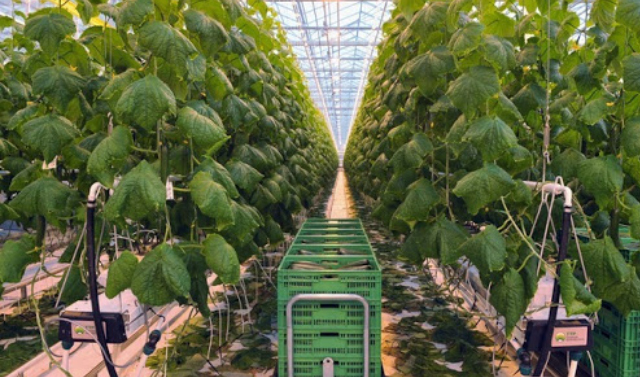 Третью очередь тепличного комплекса по выращиваю овощей запустят в ЧР в 2020 году 