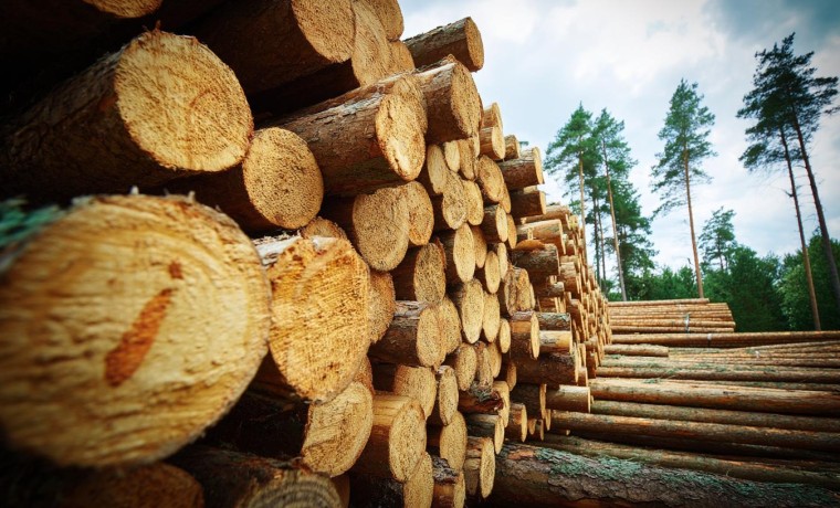 Россельхознадзор выявил 15 нарушений при перемещении подкарантинной продукции в Чеченской Республике