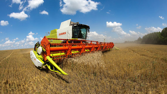 Россия намерена остаться крупнейшим экспортером пшеницы
