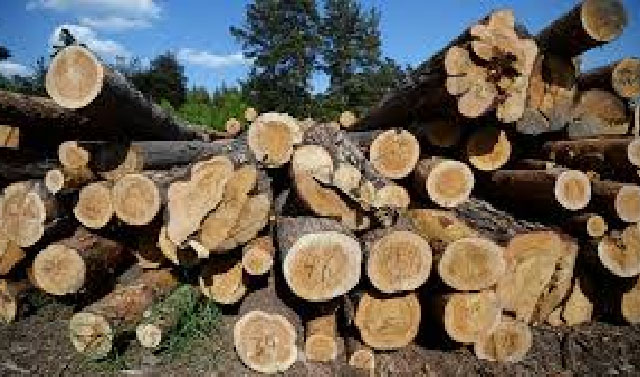 Субъекты СКФО начнут заготавливать лес с учетом мировых экостандартов