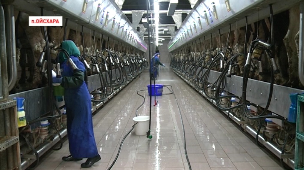 В поселке Ойсхара в скором времени появится молочно-товарная ферма 