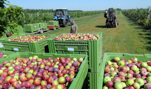 Производство яблок на Северном Кавказе планируют увеличить в 2,5 раза