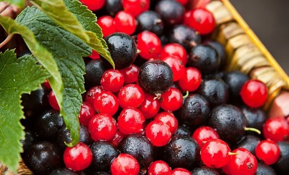 О полезных для здоровья ягодах рассказала диетолог Зоя Багданова
