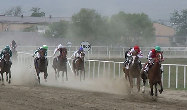 В Грозном состоялись скачки с участием лошадей чистокровной верховой породы