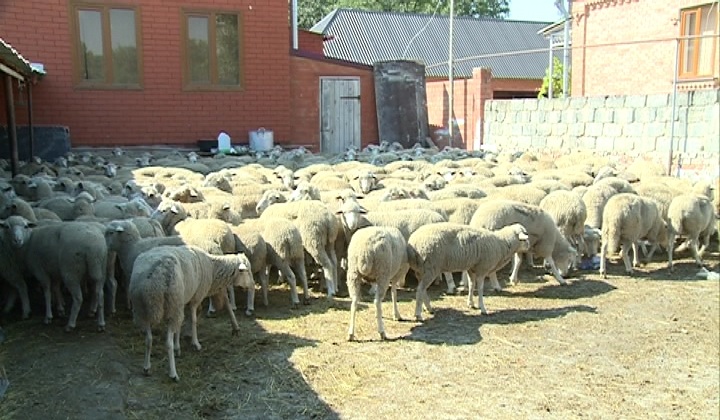 Несколько тысяч жертвенных животных от фонда Кадырова получила Республика Ингушетия
