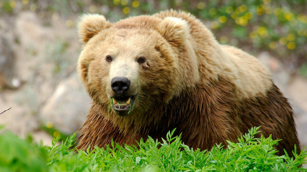 Бурый медведь сорвал в Финляндии учения НАТО