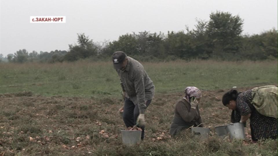 Урожай репчатого лука собрали чеченские аграрии  