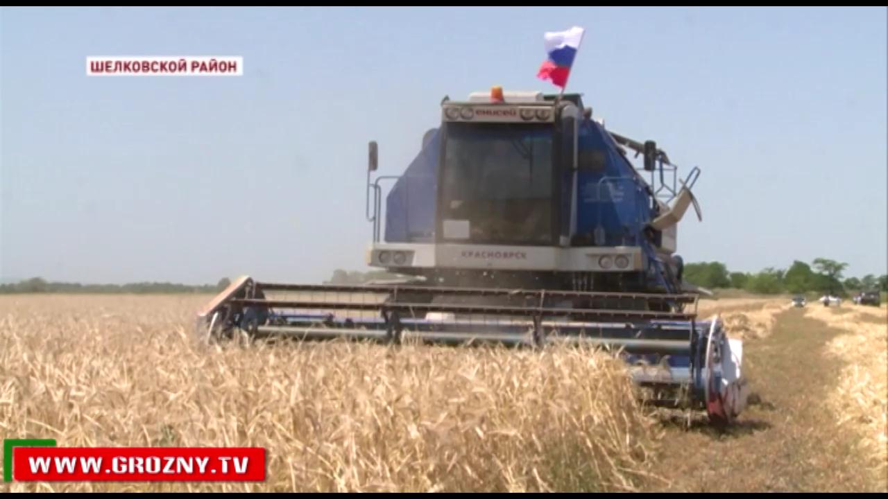В Шелковском районе начата уборка урожая