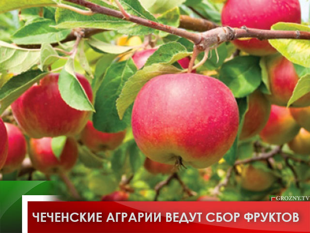 Чеченские аграрии ведут сбор фруктов